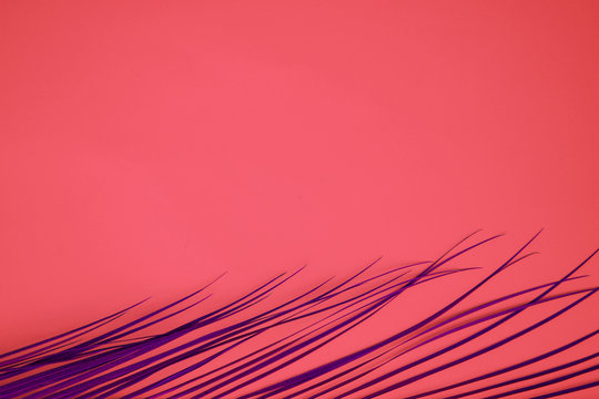 Tropical palm leaves on pink background