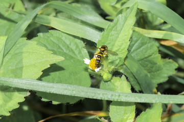 Schwebfliege, Langbauchschwebfliege, Sphaerophoria scripta 