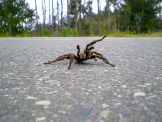Spider in the street