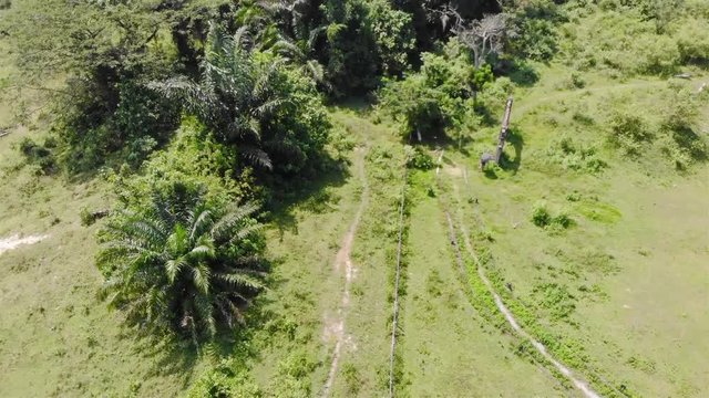 walkway towards forest of trees near an open field top view - pedestal down