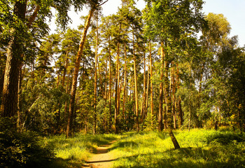 a path in a pine forest on a Sunny summer day
