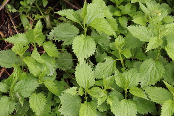 In the spring, nettles grew in the forest. It is very good for your health. Nettle is consumed raw and fried. It has small spines.