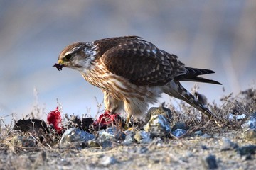 The darter (Falco columbarius) is a bird of prey, a small Falcon. Bird of prey (Falco columbarius) hunt.