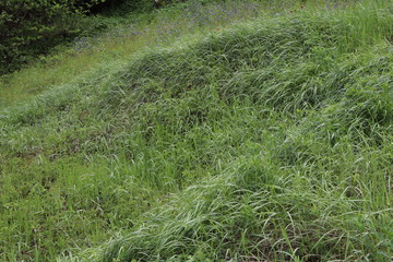 In the spring, fresh grass grew in the forest. The rain had left clear drops of water on the grass. Blue wildflowers bloomed nearby.