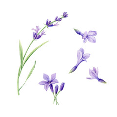 Fototapeta na wymiar Set of hand drawn watercolor botanical illustration of fresh Lavender flowers.