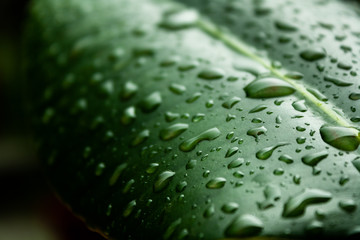 raindrops in an green leaf