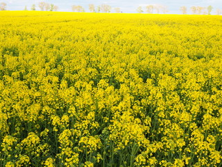 field of yellow flowers, blooming canola
