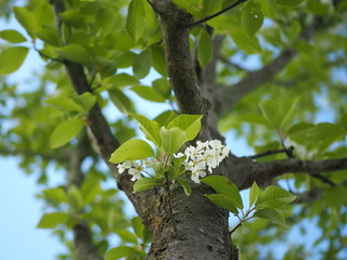 Spring tree branch with flowers on sunny day