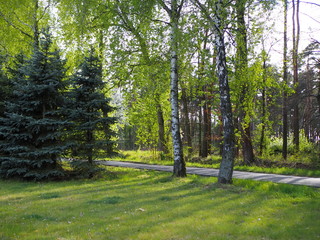 Obraz premium Footpath in the woods, forest, many trees