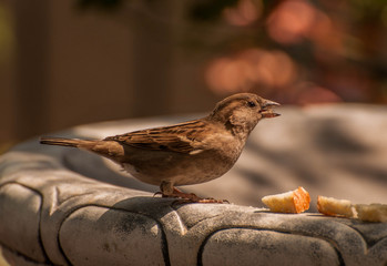 sparrow on a fence