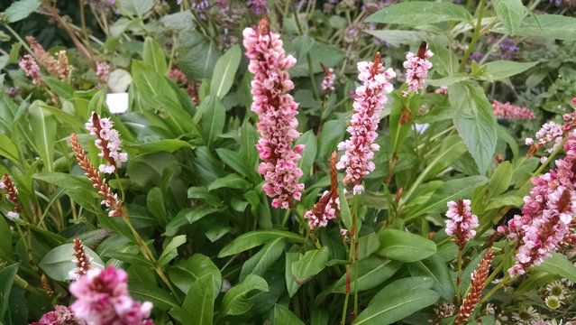 Persicaria affinis 'Donald Lowndes'