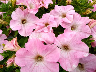 Petunia 'Fanfare Apple Blossom'