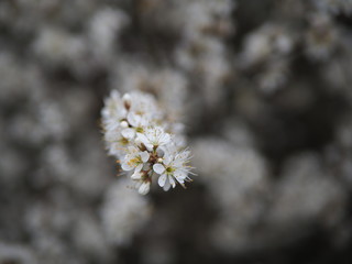 Close up of white flowers, tiny white flowers