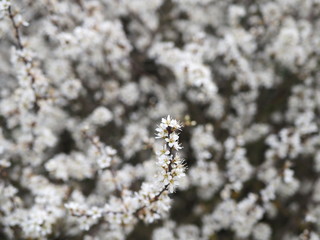 Tiny white flowers on a branch of a blooming bush