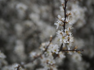 A sprig of white small flowers on a blurred background