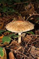 Pilz Riesenschirmling, Schirmling, Parasolpilz, Macrolepiota procera