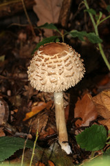 Pilz Riesenschirmling, Schirmling, Parasolpilz, Macrolepiota procera
