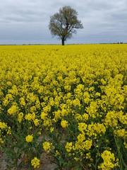 Obraz premium yellow rapeseed field