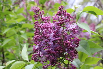 Lilacs bloomed in the garden. The lilac bush has a pleasant smell.