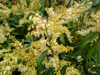 Pieris 'Forest Flame'