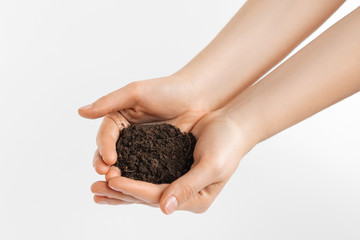 A pile of soil in women, female hands. On grey background.