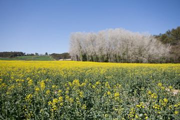 Obraz premium yellow rapeseed field