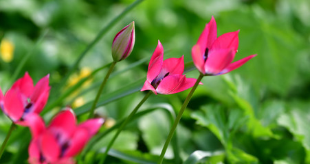 Obraz premium Kleine Tulpen blühen 