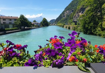 Fototapeta na wymiar fotos de flores con el río 