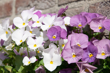 purple and white crocus flowers photo postcard