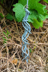 Verwickelter Metalldraht