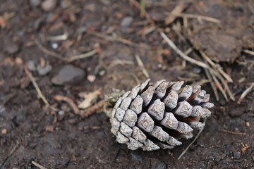 pine cone on the ground