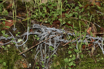 Verwickelter Metalldraht