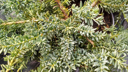 Obraz premium Podocarpus 'Blue Gem'