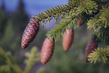 Branch of spruce with cones on a blurred natural background close-up.