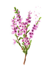Branch of heather with purple flowers, symbol of good luck. Watercolor hand drawn illustration isolated on white background