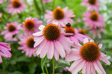 Echinacea blooming in a garden