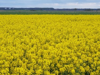 Obraz premium field of rape