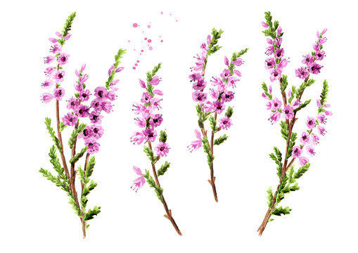 Branch of heather with purple flowers set, symbol of good luck. Watercolor hand drawn illustration isolated on white background