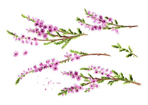 Branch of heather with purple flowers set, symbol of good luck