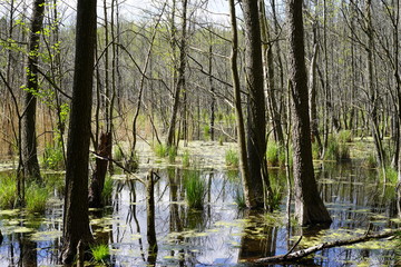 Sonnige Moorlandschaft in Berlin (Teufelsbruch)