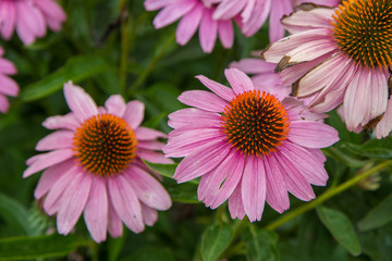 Fototapeta premium Echinacea blooming in a garden