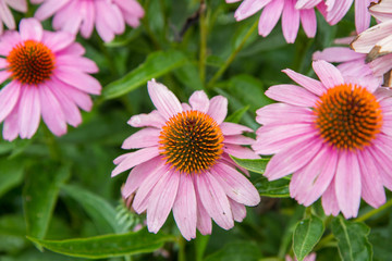 Echinacea blooming in a garden