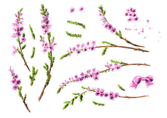 Heather set with purple flowers, symbol of good luck. Watercolor hand drawn illustration isolated on white background