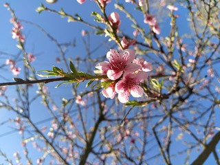 magnolia tree blossom