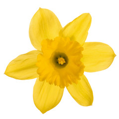 Studio shot of a daffodil flower head isolated on a white background in close-up