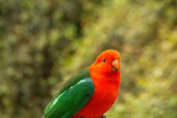 Australian king parrot