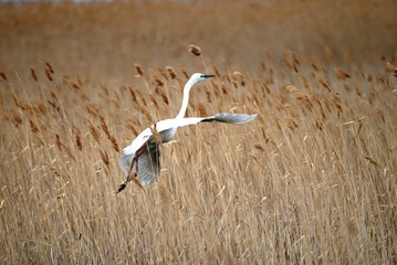 The great white Heron (Ardea alba) is a large near - water bird in the Heron family. Great white Heron (Ardea alba) flies in the reeds.