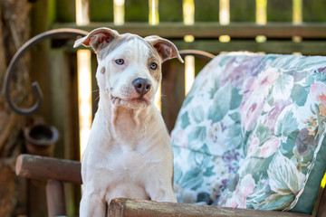 Mixed Breed Puppy on Lawn Chair
