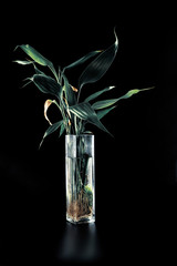 Faded bamboo in a transparent glass vase on a black background.