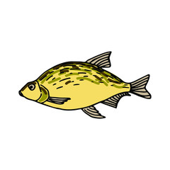 river fish, bream, doodle, vector illustration